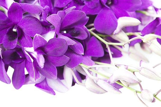 KaBloom PRIME ORVERNIGHT DELIVERY - Fall Collection - The Ultimate Purple Orchid Bouquet of 20 Purple Orchids .Gift for Birthday, Anniversary, Thank You, Valentine, Mother’s Day Fresh Flowers
