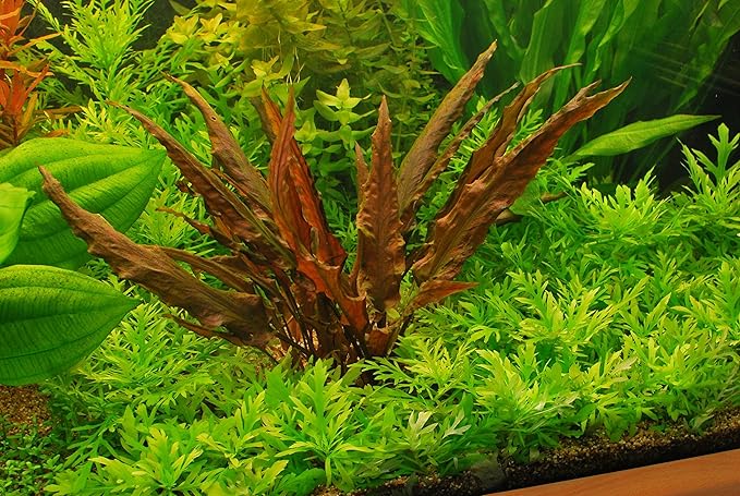 4 Red Aquarium Plants Rotala Ludwigia Super Wendtii Red Tiger Lotus Tropical Freshwater Live Aquarium Plant Decorations by Big Kahuna Aquatics