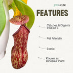 Jitohouse Nepenthes St. Gaya Carnivorous Pitcher Plant [Winter Thermal Packaging Included] | Easy Care Live Plants Indoor Decor House Plants, Unique Gift | Bright Indirect Light Rare Live Plant