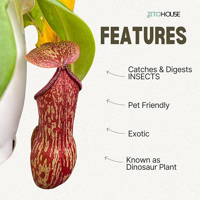 Jitohouse Nepenthes St. Gaya Carnivorous Pitcher Plant [Winter Thermal Packaging Included] | Easy Care Live Plants Indoor Decor House Plants, Unique Gift | Bright Indirect Light Rare Live Plant