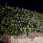 Night Blooming Jasmine Live Plant - Cestrum Nocturnum. Fragrant Flowering Shrub for Garden, Patio or Window (2 ngt.jas Cups)