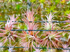 ragnaroc Air Plants Bulk - Tillandsia Ionantha Wholesale Pack, Regular 1-3" - 50ct - Live Arrival Guaranteed - House Plants for Home Decor & Gift