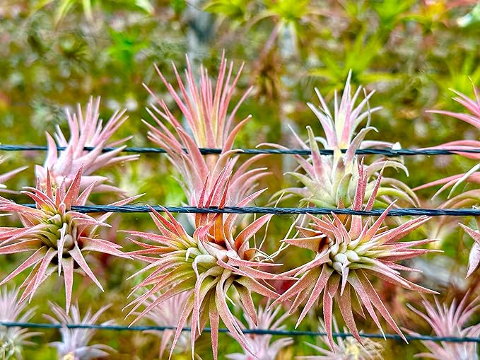 ragnaroc Air Plants - Tillandsia Ionantha Pack, Regular 1-3" - 12ct - Live Arrival Guaranteed - House Plants for Home Decor & Gift