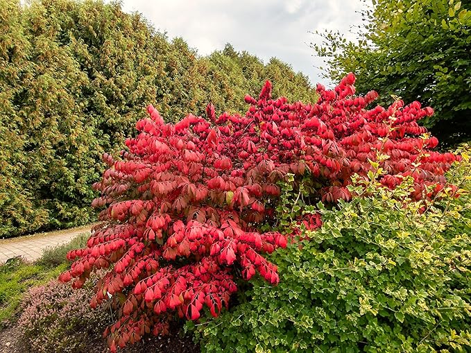 Greenwood Nursery: Live Shrub Plants - Dwarf Burning Bush + Euonymus Alatus - [Qty: 1x 3.5 Pot] - (Click for Other Available Plants/Quantities)