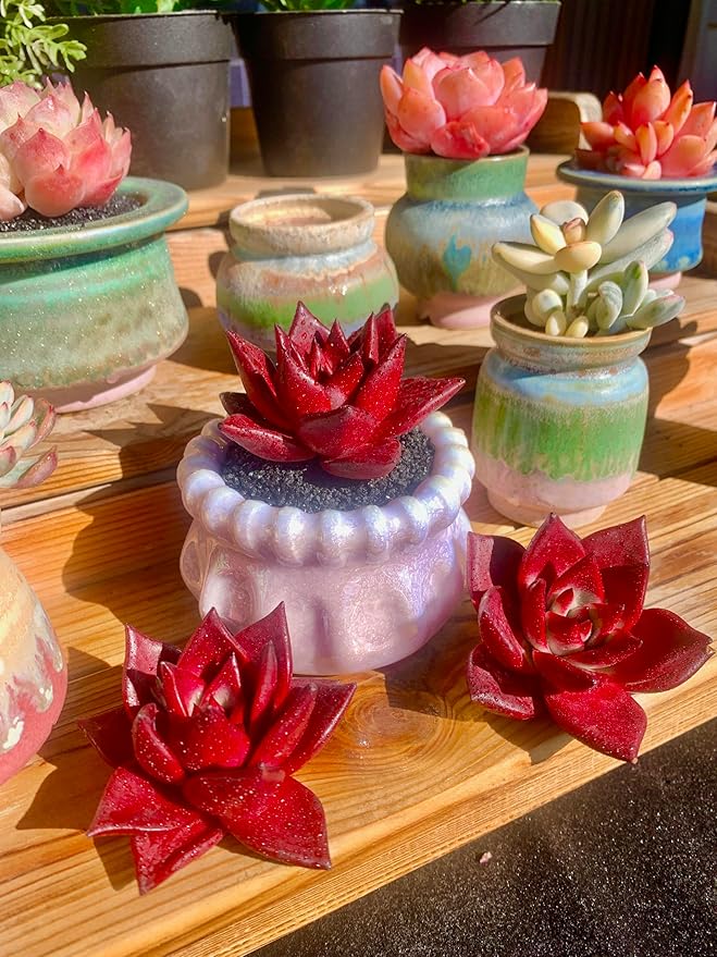 Echeveria Agavoides v Romeo Rubin Rare Live Succulent Plants, Red 1 Head 3" Live Plant, Package Without Pot Soil, Garden Indoor Office Desk, Wedding Party Baby Shower Decoration, Plant Lovers Gifts