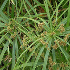 Umbrella Palm, a Great Live Pond Plant for Your Water Garden. Filters The koi and Goldfish Pond. Good for Bogs, Plant Shelf or Shallow Water This marginal Aquatic is a Real Beauty