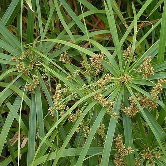 Umbrella Palm, a Great Live Pond Plant for Your Water Garden. Filters The koi and Goldfish Pond. Good for Bogs, Plant Shelf or Shallow Water This marginal Aquatic is a Real Beauty