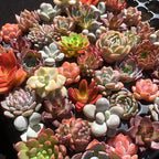 Mix DIY Rare Live Succulent Plants, 0.5-1,5" Random Mystery Bulk Succulent Live Plant, Without Pot & Soil, 12/24/100 Pcs, Garden Indoor Office Desk Decoration, Plant Gifts (100)