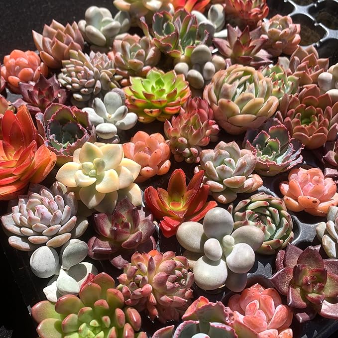 Mix DIY Rare Live Succulent Plants, 0.5-1,5" Random Mystery Bulk Succulent Live Plant, Without Pot & Soil, 6/12/24 Pcs, Garden Indoor Office Desk Decoration, Plant Gifts (24)