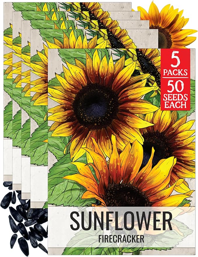 Seed Needs Firecracker Sunflower Seeds for Planting Sunflowers - Hybrid Flower Seed to Plant an Outdoor Home Grown Butterfly Garden (5 Packs)