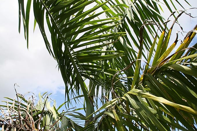 Royal Palm | Seed Grow Kit | The Jonsteen Company