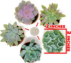Succulents Plants Live (6PK) Potted Succulent Plants Live House Plants, Cactus Plants Live Plants Indoor Plants Live Houseplants, Indoor Plant Succulents Live Plant House Plant by Plants for Pets