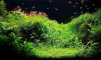 Swimming Creatures™ Live Aquarium Plants (Java Moss (50sq inch Portion))