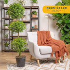 Costa Farms 3-Ball Eugenia Topiary Live Indoor Plant, Potted in Nursery Plant Pot, Indoor Outdoor Home and Patio Decor, 42-Inches Tall