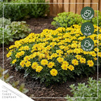 Live Flowering Marigold - Durango Yellow (4 Per Pack), Beautiful Spring Color, 8" Tall by 4" Wide in 1 Pt Pot