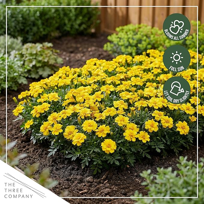 Live Flowering Marigold - Durango Yellow (4 Per Pack), Beautiful Spring Color, 8" Tall by 4" Wide in 1 Pt Pot