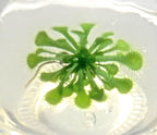 Live Sundew Plant Terrarium – Enclosed Ecosystem with Zero Maintenance – Unique Ecosphere Plants for Home Décor – Drosera Spatula Sundew Plant –Great Gift – Self-Sustaining Terrarium