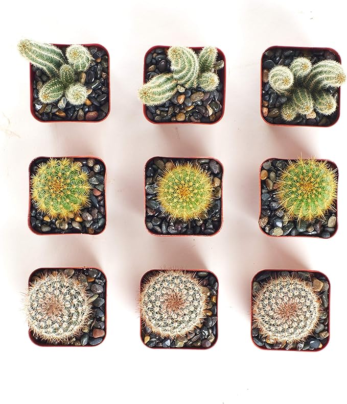 Shop Succulents | Cool Cactus Collection of Live Succulent Plants, Hand Selected Variety Pack of Cacti | Collection of 9 in 2" pots