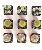 Shop Succulents | Cool Cactus Collection of Live Succulent Plants, Hand Selected Variety Pack of Cacti | Collection of 9 in 2" pots