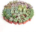 Shop Succulents Assorted Succulent Plant Pack Collection - Live Mini Succulent Plants, Low Maintenance, Mixture of Colors & Textures - Wedding and Party Favors, Gift & Garden, Pack of 64