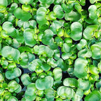 Chalily Water Hyacinth Floating Pond Plants Live Aquatic Plant Great for Koi Ponds Flowering and Fast Growing Hyacinths Cannot Ship to Some States (6)