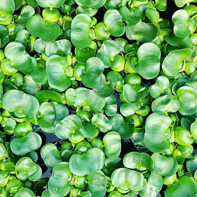 Chalily Water Hyacinth Floating Pond Plants Live Aquatic Plant Great for Koi Ponds Flowering and Fast Growing Hyacinths Cannot Ship to Some States (18)