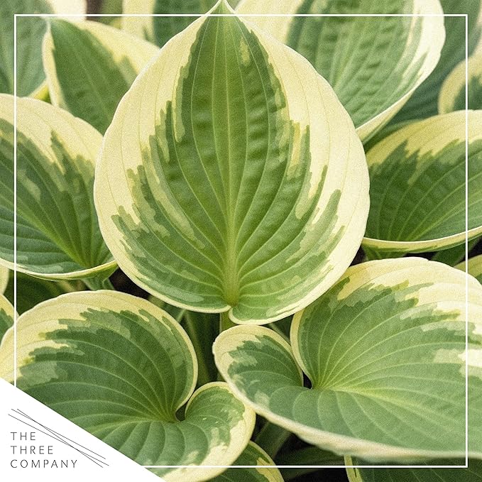 Live Perennial Hosta - Pilgrim (3 Plants Per Pack) Beautiful Accent Plant, 10" Tall by 4" Wide in 1 Qt Pot