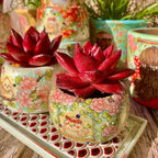 Echeveria Agavoides v Romeo Rubin Succulent Kit - with Plastic Pot, 1 Head 2.5" Live Plant, Compressed Soil & Guide, for Garden Indoor Office Desk (1, Echeveria Agavoides v Romeo Rubin)