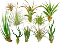 Rainforest Grown 10 Pack Assorted Air Plants - Live Tillandsia - Easy Care House Plants -