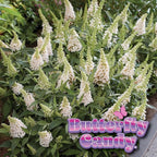 Perfect Plants Butterfly Candy Li'l Coconut Butterfly Bush in 1 Gallon Grower's Pot | Live White Blooming Flowering Shrub for Outdoors & Containers | Attracts Pollinators | Compact Plant | Zones 5-10