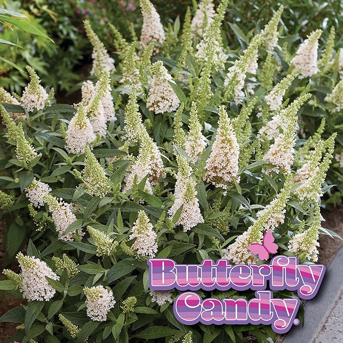 Perfect Plants Butterfly Candy Li'l Coconut Butterfly Bush in 1 Gallon Grower's Pot | Live White Blooming Flowering Shrub for Outdoors & Containers | Attracts Pollinators | Compact Plant | Zones 5-10