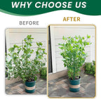 TCBWFY 10 Pack Garden Plant Support Stakes,10" Widex16 High Heavy Duty Interlinked Half Round Peony Support Ring Cage for Indoor Outdoor Plants,Plant Supports for Peony,Tomato,Hydrangea,Rose