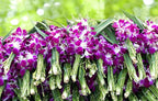 KaBloom - The Ulitmate Purple Orchid Bouquet with Vase - Fresh Flowers for Birthday, Valentine's & Mother's Day
