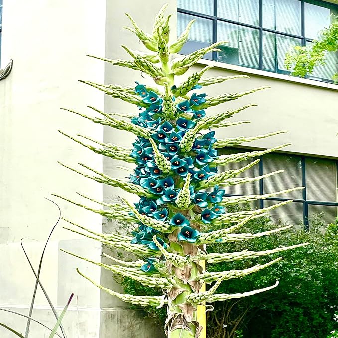 10+ Blue Sapphire Tower Plant Seeds (Puya Alpestris), Rare & Exotic Flowering Cactus, Perennial, Hardy, Pollinators Friendly -QAUZUY GARDEN