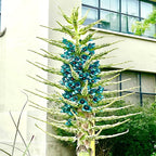 10+ Blue Sapphire Tower Plant Seeds (Puya Alpestris), Rare & Exotic Flowering Cactus, Perennial, Hardy, Pollinators Friendly -QAUZUY GARDEN