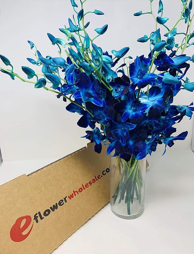 eflowerwholesale - Premium Cut Purple Orchids (Support Small Business) (Blue, 20 Stems with Vase)