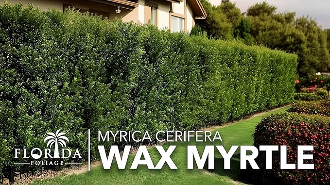 Wax Myrtle | 1 Large Trade Gallon Size Plant | Myrica Cerifera | Fast Growing Shrub, Privacy Screen, Evergreen Foliage, Ornamental, Drought Tolerant, Low Maintenance, Garden Landscape