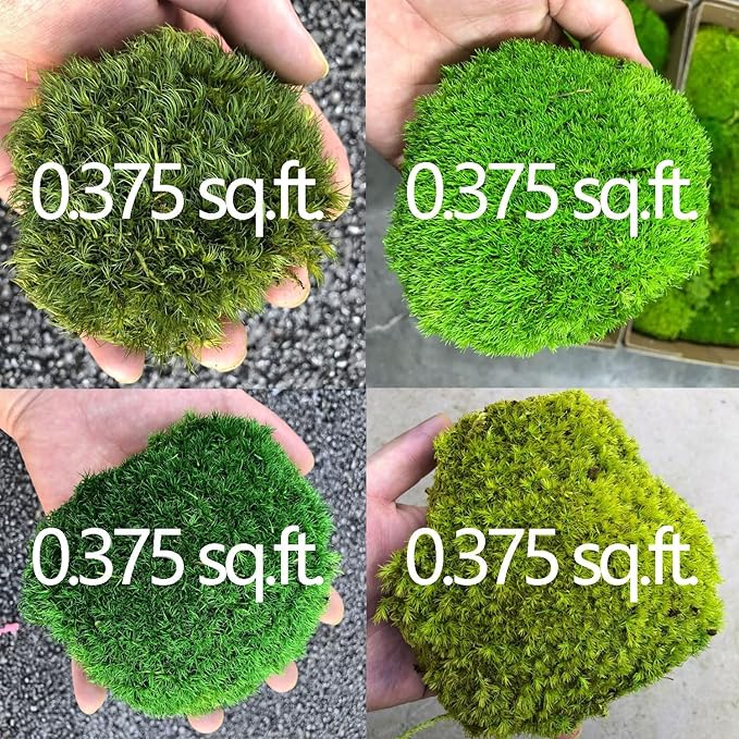 Only Moss No Bowl 4 Color Mix Pack Preserved Pole Moss Pillow Bun Cushion Natural Decorative Green DIY Kit Art Wall Florist Easter Decor (1.5 sq.ft, Green-A,B,C,D)