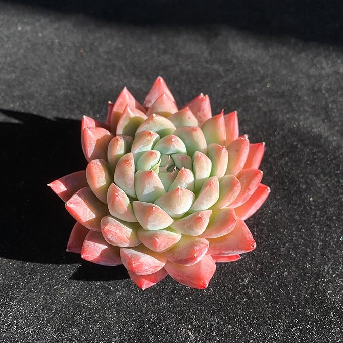 FWPP Succulents Plants Live Echeveria Beauty,Mini Succulents Red 3 inches Mini Succulents,Bare Root Without Pot,Succulent Plant Live Decoration Plant Gifts