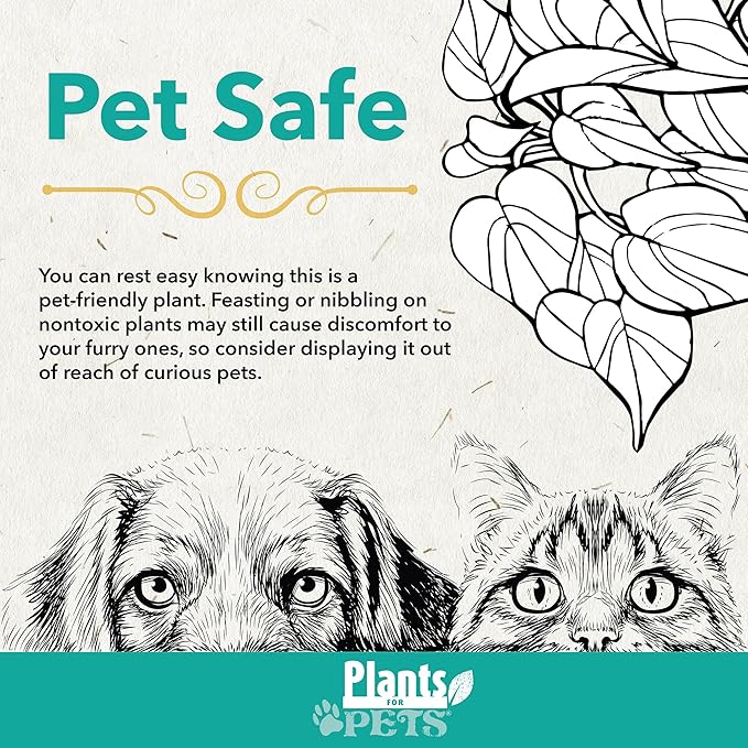 Plants for Pets Safe Non-Toxic Living Stones Succulents (8PK) XL Real Giant Lithops, Live Succulent Plants for Cats & Dogs, 2.5" Pots, Pet Friendly Houseplants, Unique Houseplant for Home or Office