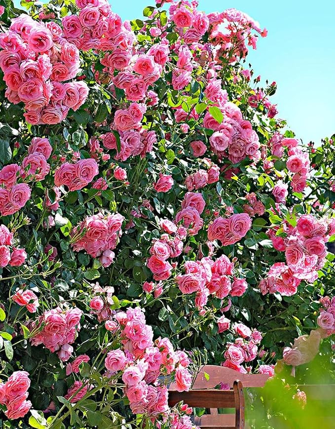 Pink Climbing Rose Live Plant, Can Grow As Rose Bushes Shrubs, Fragrant Ready to Plant, Starter Size, 5 to 10 Inc Tall, Dormant in Winter