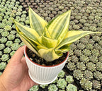 Sprout N Green Sansevieria 'Golden Hahnii' with White Stripe Pot, Live Snake Plant Fully Rooted in 4" Planter with Soil, Home Office Indoor Outdoor Wedding Decoration DIY Projects Party Favor