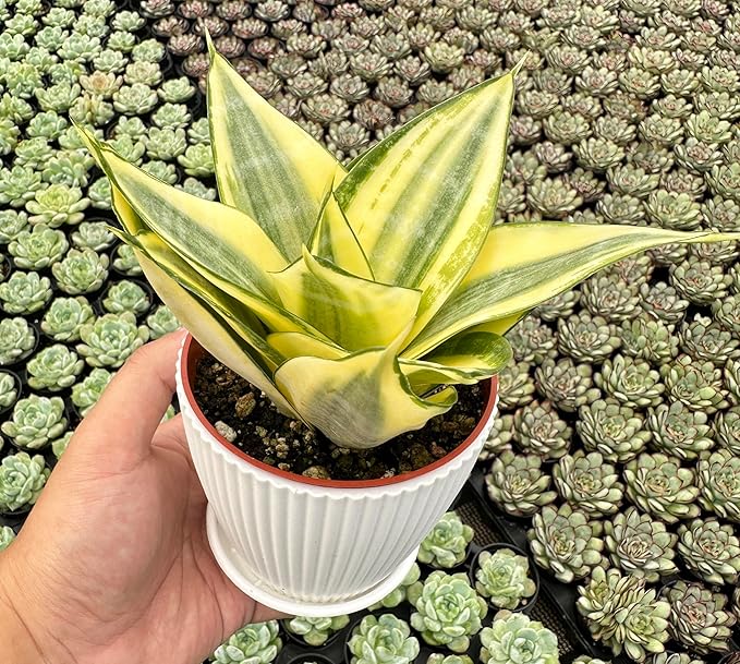 Sprout N Green Sansevieria 'Golden Hahnii' with White Stripe Pot, Live Snake Plant Fully Rooted in 4" Planter with Soil, Home Office Indoor Outdoor Wedding Decoration DIY Projects Party Favor