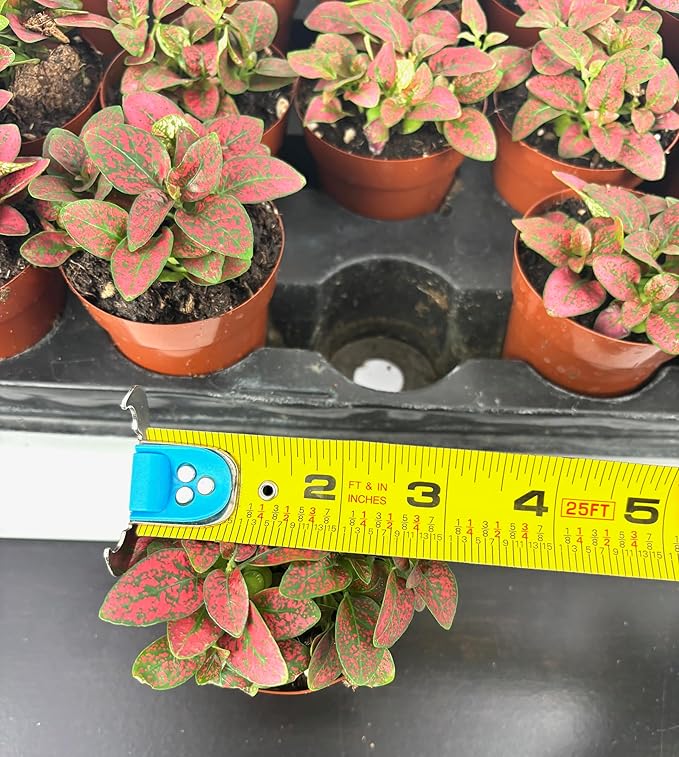 Hypoestes Red Splash Air Purifying Houseplants, 2" Pot