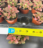 Hypoestes Red Splash Air Purifying Houseplants, 2" Pot