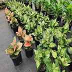 RedCrocus Chinese Evergreen Aglaonema- Indoor House Plant, Low Light, Air Purifying, Durable Foliage, Assorted Varieties for Home & Office Decor 6" Pot