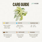 Snow White ICY Pothos - Live Plant Easy Care, Low Maintenance for Home Decor - Air Purification Houseplant