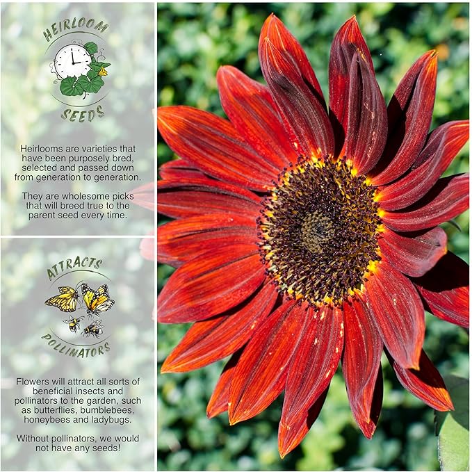 Seed Needs Midnight Rouge Sunflower Seeds for Planting Red Branching Sunflowers - Heirloom & Open Pollinated Flower Seed to Plant an Outdoor Wildflower Butterfly Garden (1 Pack)