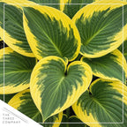 Live Perennial Hosta - Queen Josephine (3 Plants Per Pack) Beautiful Accent Plant, 10" Tall by 4" Wide in 1 Qt Pot