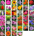 2200+ Mixed Flower Combo Seed Pack for Your Home Garden, 40+ Variety Flower, Including Petunia, Zinnia, Sunflower and More, Attracts Pollinators, Non- GMO and Heirloom